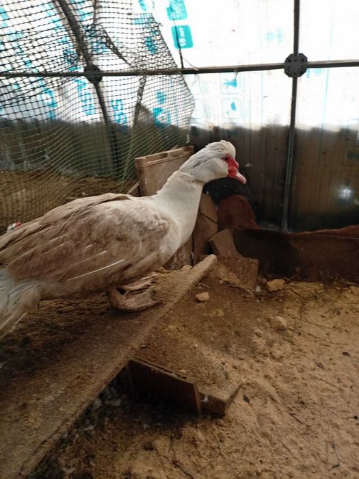 Индоутки селезни от 9 месяцев