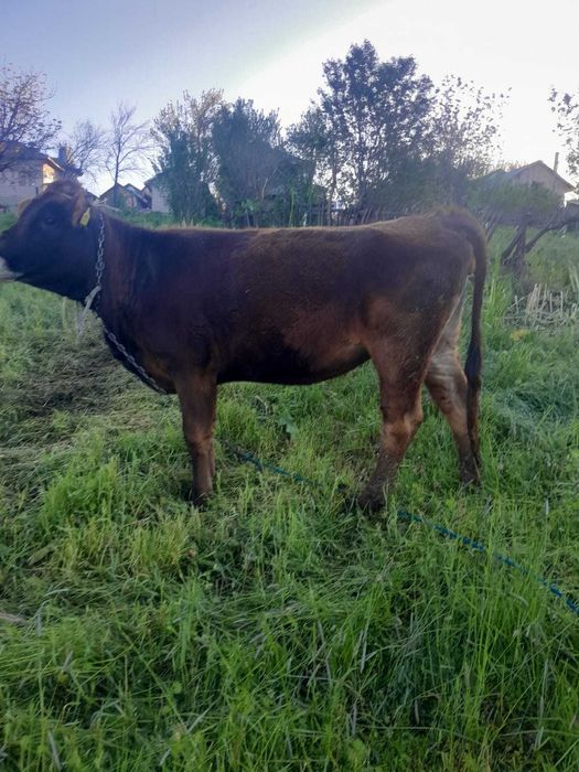 Vacă de vânzare Vulpeni Olt