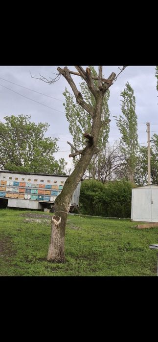 Продам орехвый ствол