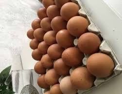 Oua de casa bio