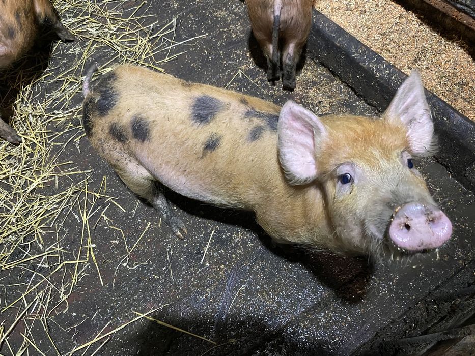 3-х месячные поросята