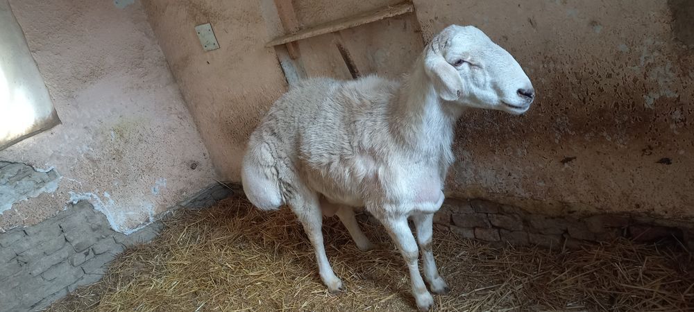 Авгон кучкори ок