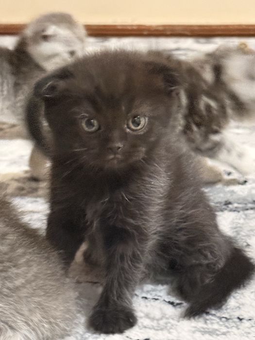 Mushuklar Scottish fold va Scottish strayt