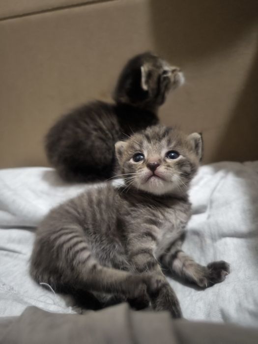 Отдам котейку в добрый руки