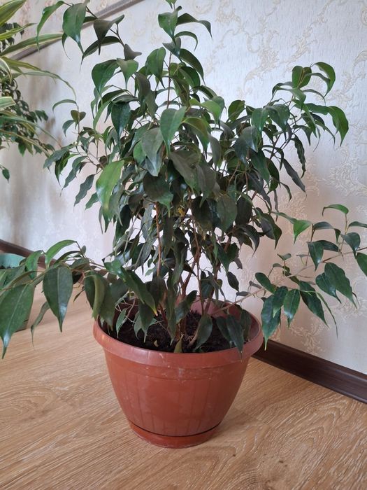 Комнатные растения