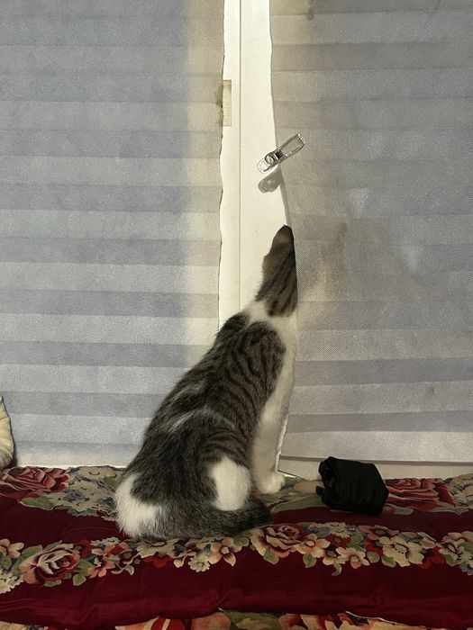 Отдам котенка в добрые руки