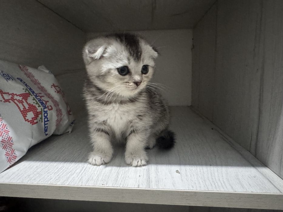 Кошки Британская