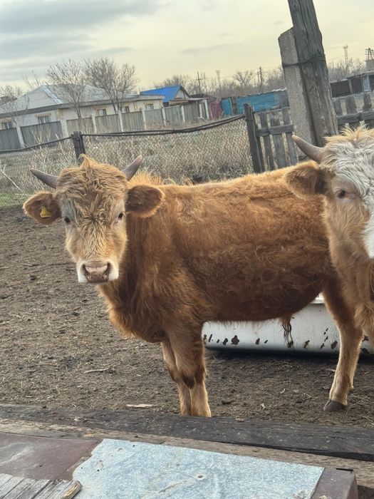 Екі Бұқа сатылады 1жас2ай