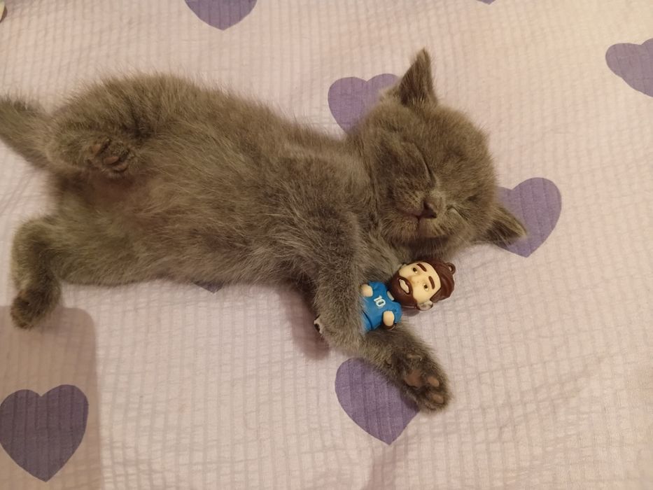 Британской котята