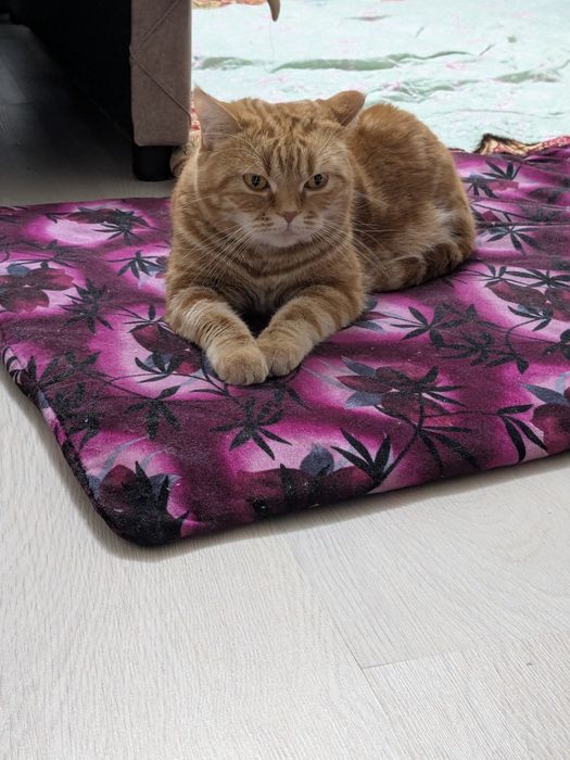 Отдам кошку в добрые руки