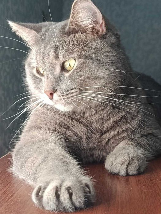 Молодой котик в добрые руки