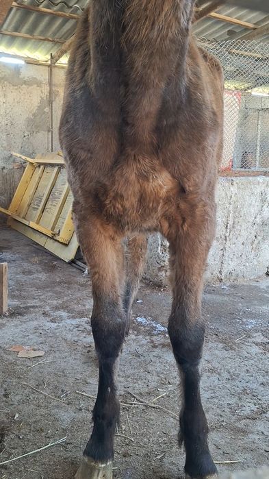 Ургашы тай сатылады