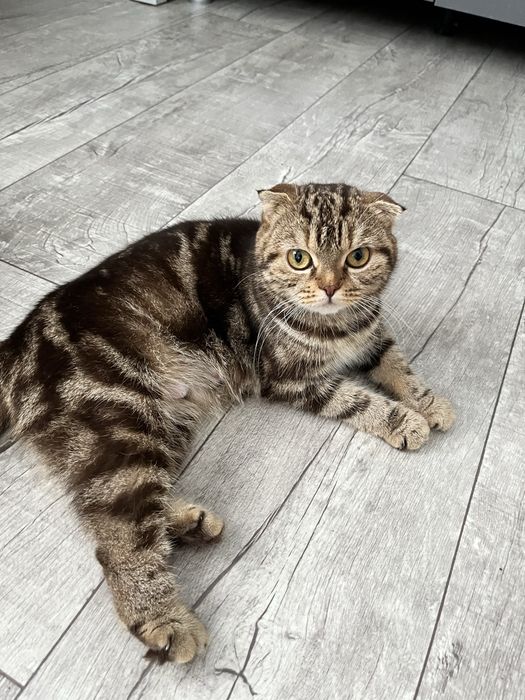 Британские котята