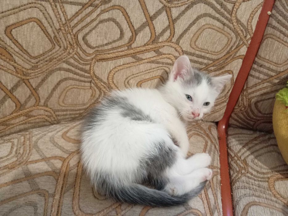 Motănelul Costi, un pui de 7 săptămâni