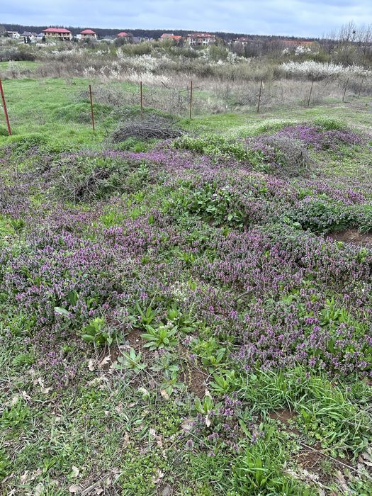 Teren Mogosoaia 624mp (proprietar)