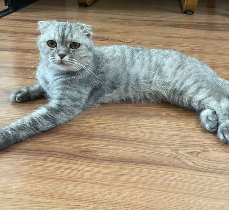 Кошечка в добрые руки