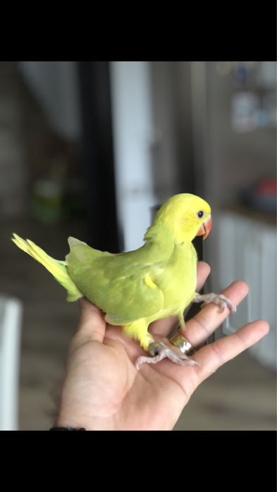 Papagali vorbitori Micul Alexandru pui blanzi Alexander