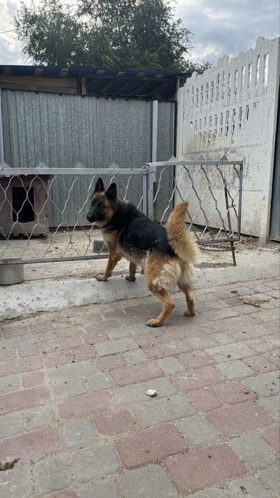 Отдам собаку в добрые руки
