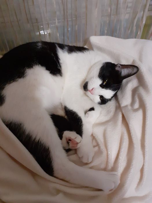 Домашно коте търси дом