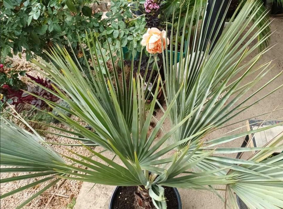 Червен Божур и Брахея Армата,Мексиканска Синя Палма