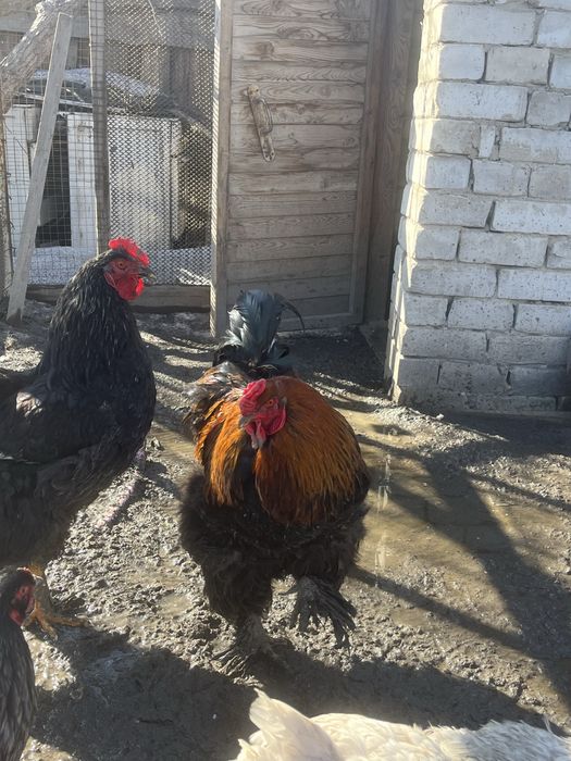 Петухи Брама черные