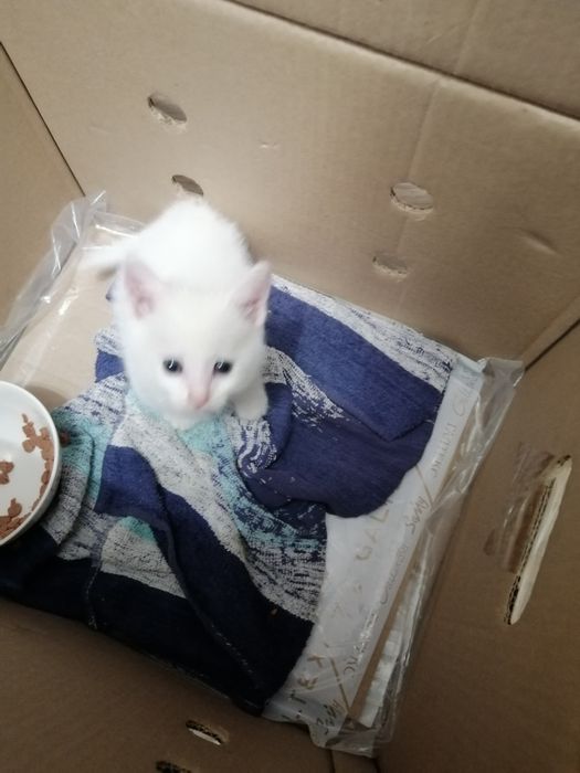 Отдам маленького котенка
