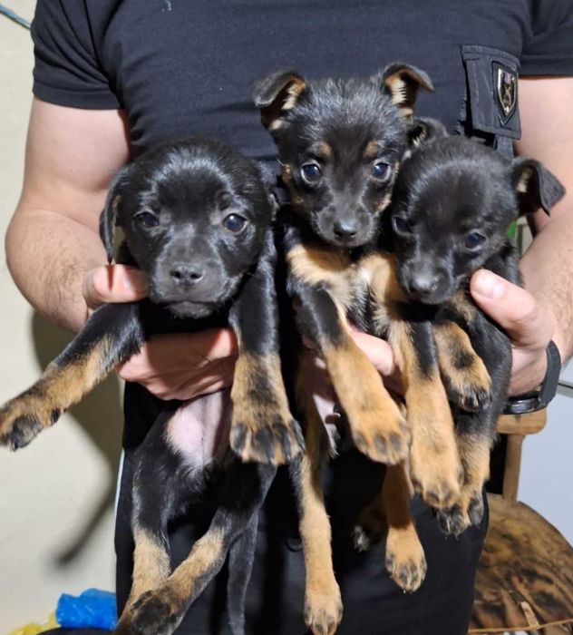 Малки пинчерчета