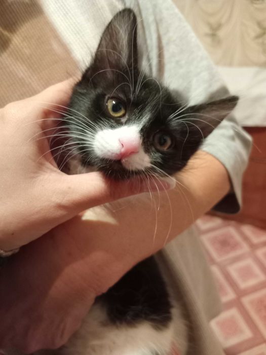 Подарявам котенца