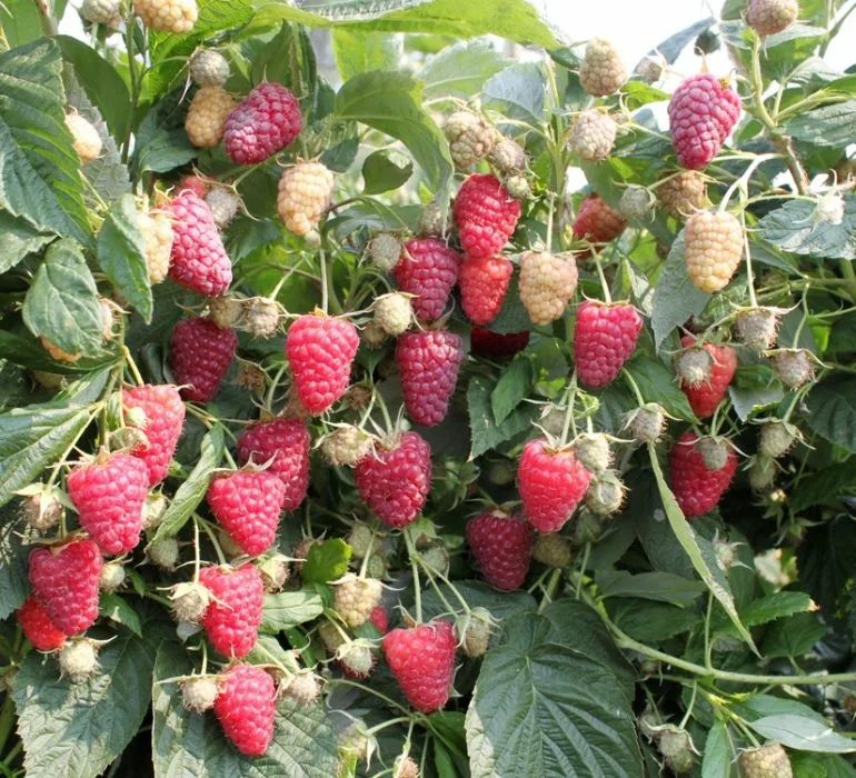 Малина сорта Амира