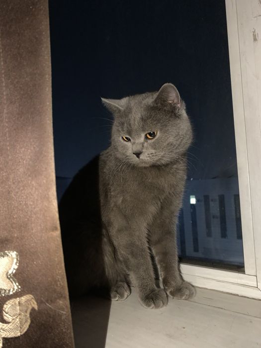 Британская кошка продается