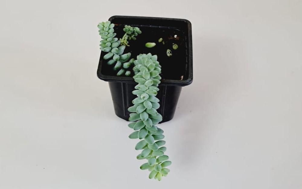 Цветы Цветы Цветы