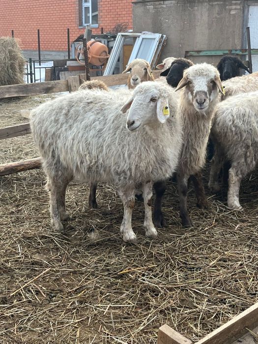 Продам овец цена 85 тысяч