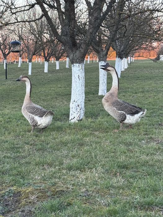 Pereche gâște africane