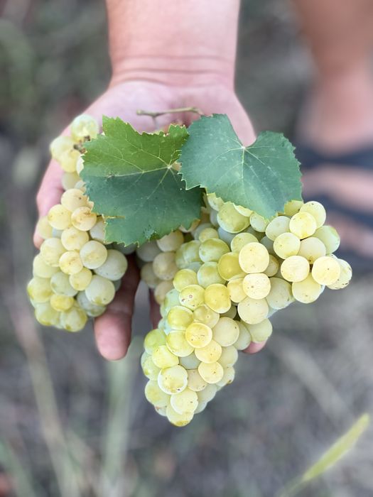 Struguri pentru vin