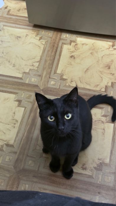 Отдам кота в добрые руки