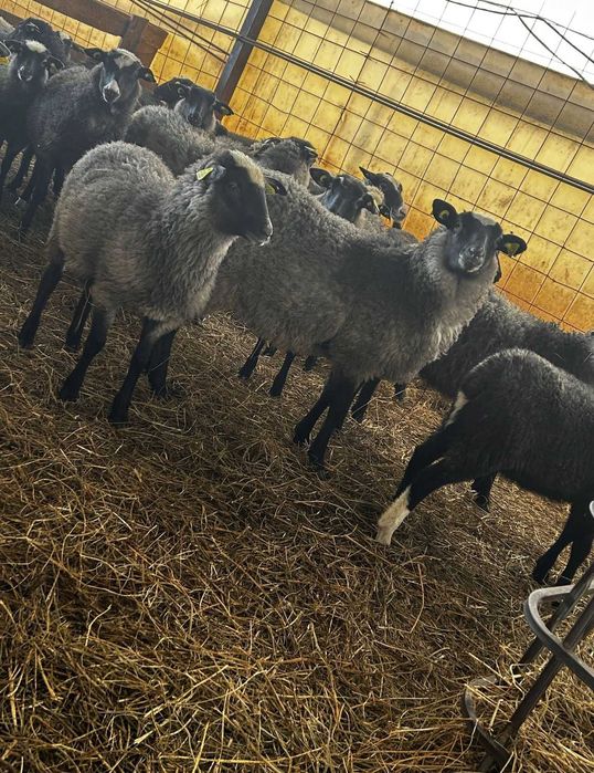 Miele romanov de vanzare