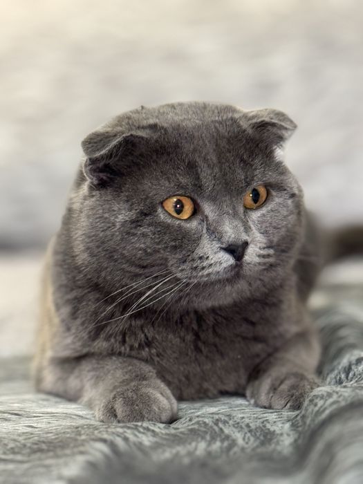 Shotlandskiy Scotish Fold, og’il bola toza qon.