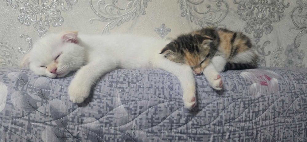 Кошки, Скотиш фолд