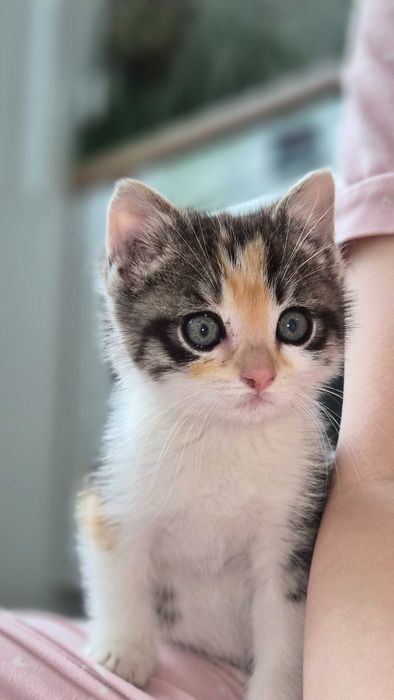 Коте момиченце на 2 месеца