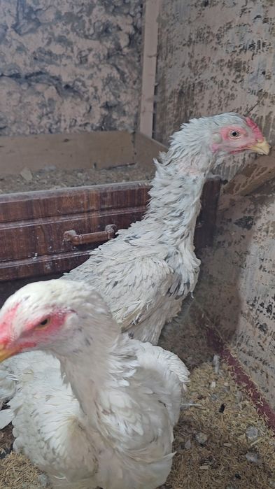 Nems o shamo privaznoy