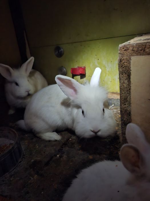 Pereche de iepurasi cap de leu