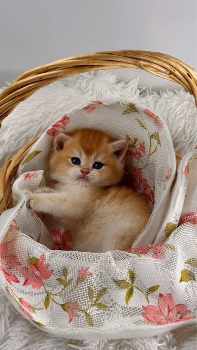 Британские золотые шиншиллы