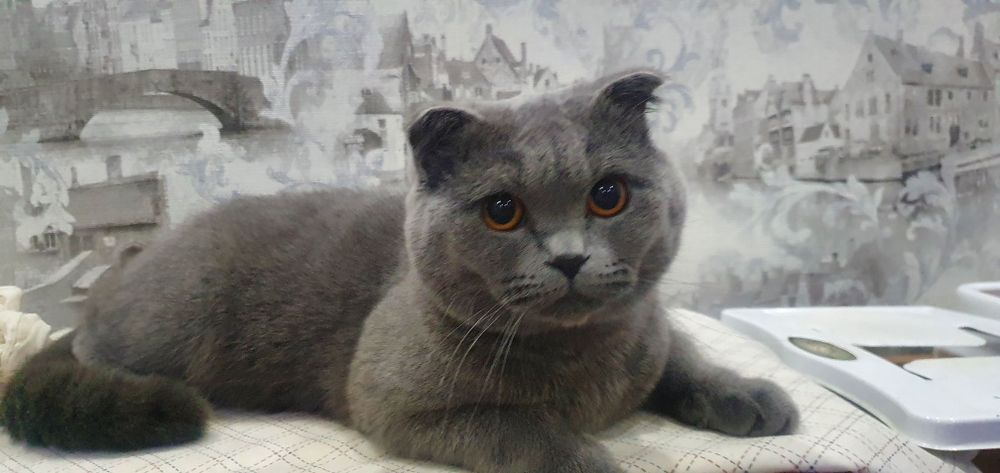 VYASKA, scottish fold