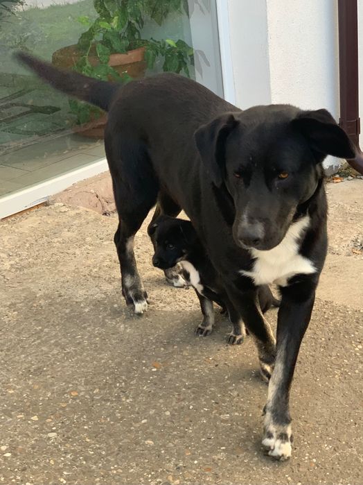 Donez pui de câine de talie mare