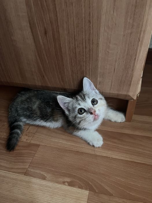 Продам котят в хорошие руки