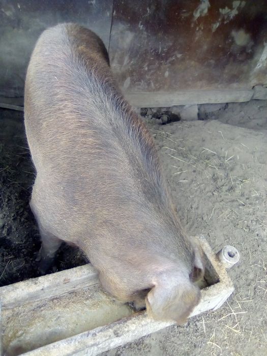 Продается кабан на племя