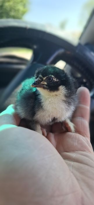 Цыплята пять суток