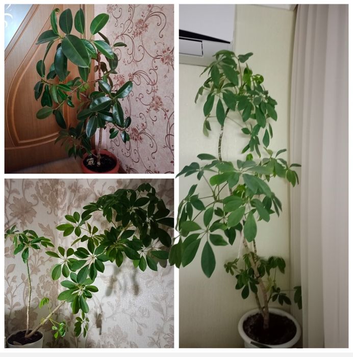 Срочно Продам взрослые цветы по 5000