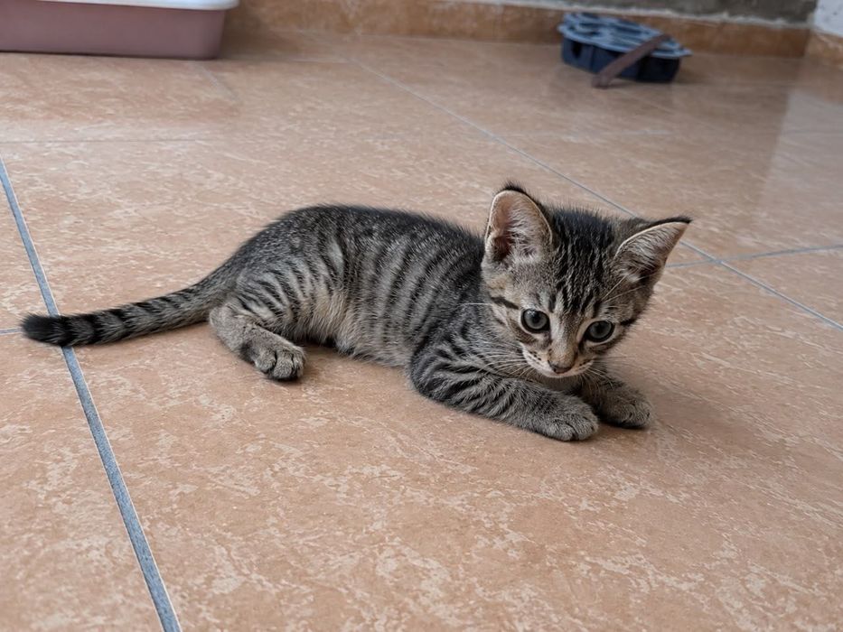 Котята в поисках дома.