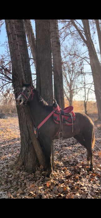 Продам жеребца 3 года